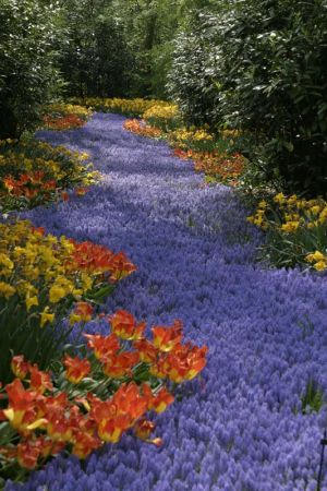 flower path.jpg